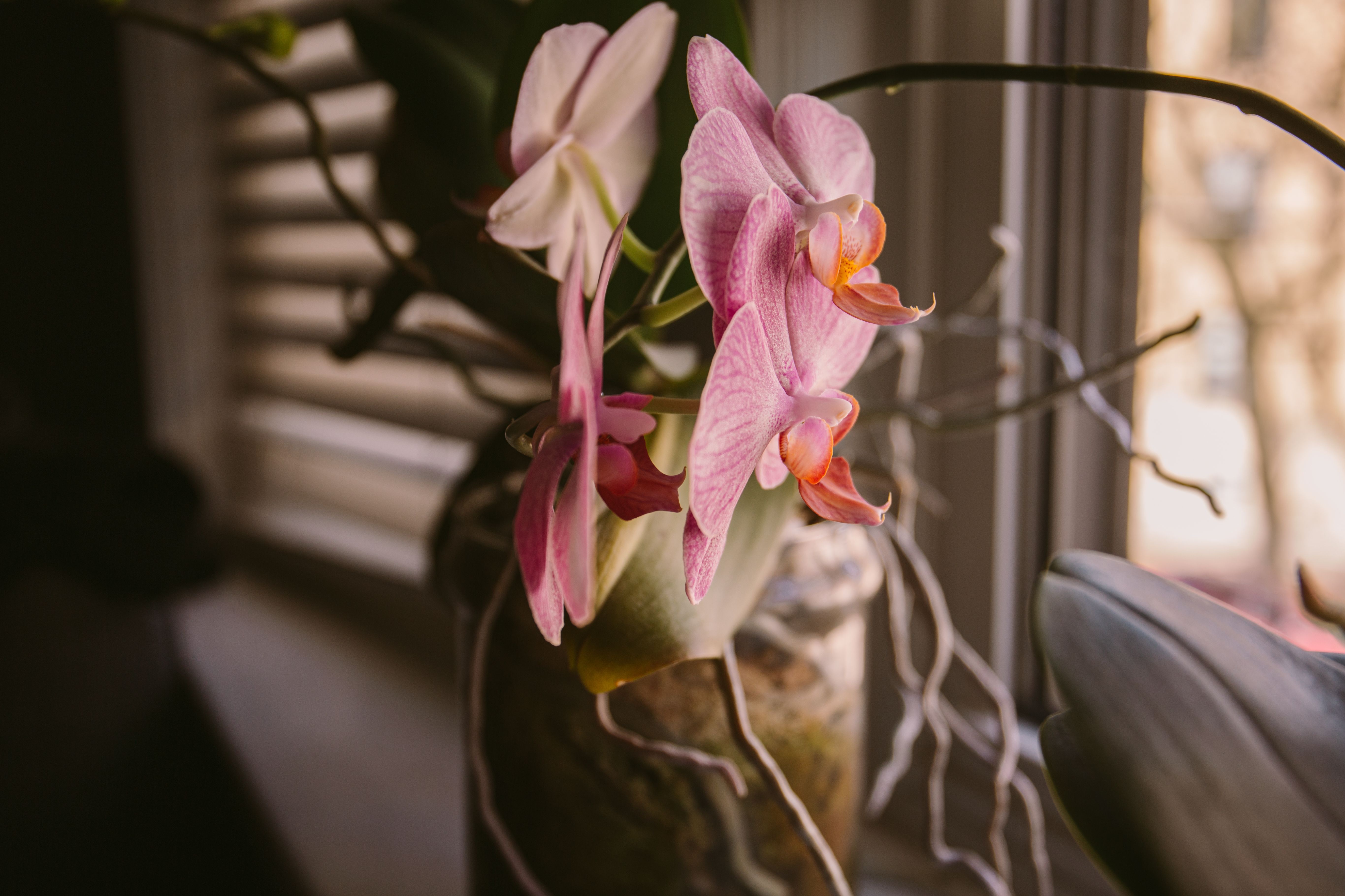 Орхидея точно может стать украшением дома